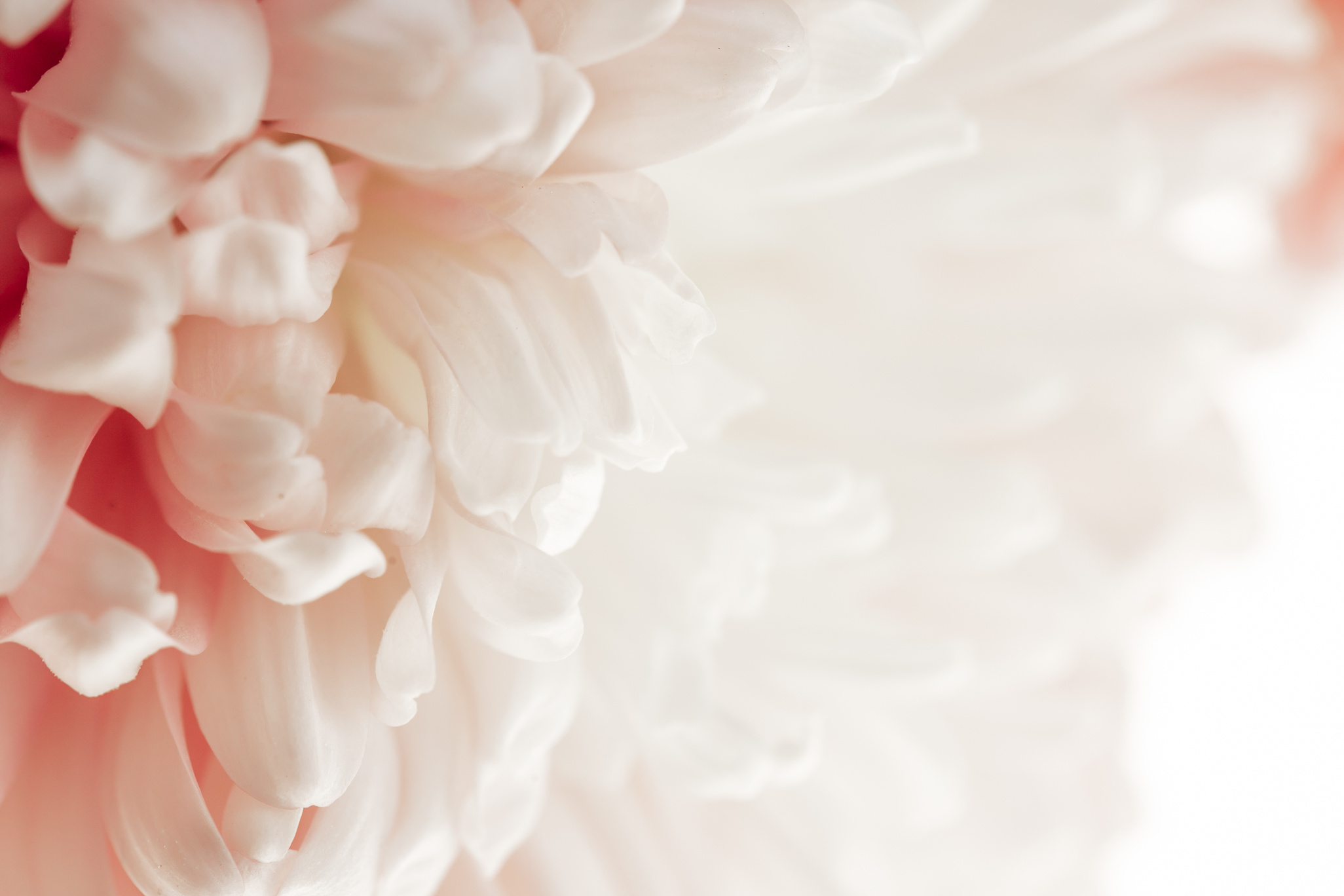 Peony petals blurred light background.Peony pink macro. Floral background.Floral delicate wallpaper.Beautiful Floral background in pale pink